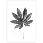 plakat Leaf Grey