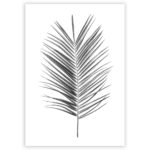 plakat Palm Leaf Grey